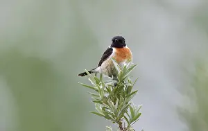 Saxicola: European Stonechat
