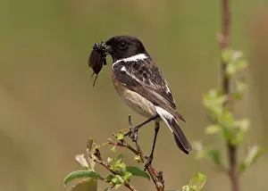 Saxicola: European Stonechat