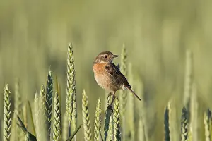 Stonechats: European Stonechat - adult female - Germany