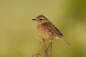 Stonechats: European Stonechat - adult female - Germany