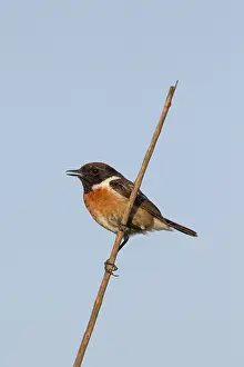 Stonechats: European Stonechat - adult male - Germany