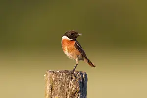 Stonechats: European Stonechat - adult male - Germany