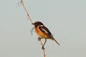 Stonechats: European Stonechat - adult male - Germany