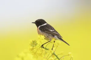 Napus: European Stonechat - adult male perched on flowering