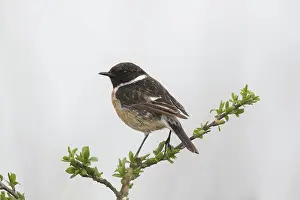 Saxicola: European Stonechat - adult male perched on twig