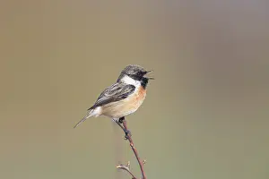 Singing: European Stonechat male