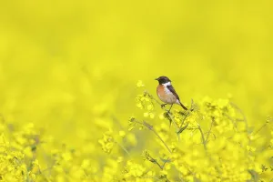 Perch: European Stonechat male