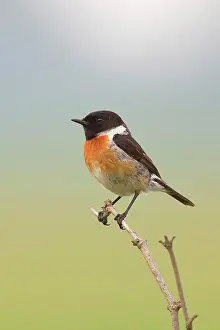 Thin: European stonechat (Saxicola rubicola), male sitting