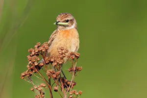 Biosphrenreservat: European stonechat (Saxicola rubicola), female individual