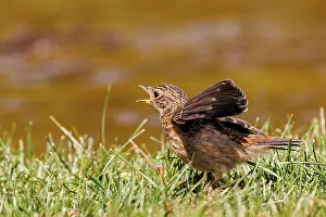 Leon: European stonechat (Saxicola rubicola)