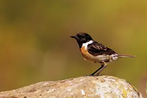 Leon: European stonechat (Saxicola rubicola)