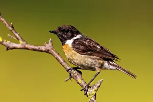Leon: European stonechat (Saxicola rubicola)