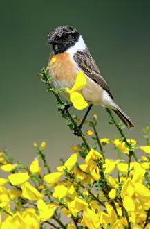 Saxicola: European stonechat (Saxicola rubicola), Emsland