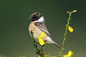 Saxicola: European stonechat (Saxicola rubicola), Emsland