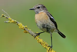 Saxicola: European stonechat (Saxicola rubicola), Emsland