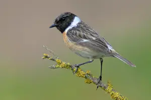 Saxicola: European stonechat (Saxicola rubicola), Emsland
