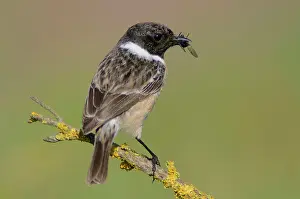 Saxicola: European stonechat (Saxicola rubicola), Emsland