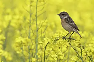 Saxicola: European stonechat (Saxicola rubicola), female
