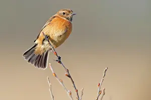 Sideview: European Stonechat (Saxicola rubicola) female on brench