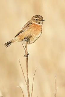 Sideview: European Stonechat (Saxicola rubicola) female on brench