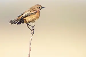 Sideview: European Stonechat (Saxicola rubicola) female on brench