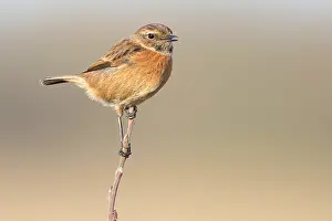 Sideview: European Stonechat (Saxicola rubicola) female on brench