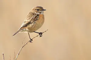 Sideview: European Stonechat (Saxicola rubicola) female on brench