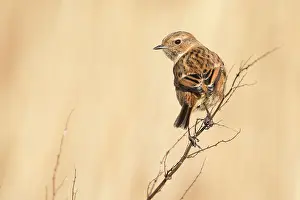 Sideview: European Stonechat (Saxicola rubicola) female on brench