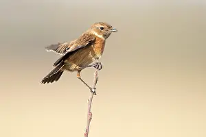 Sideview: European Stonechat (Saxicola rubicola) female on brench