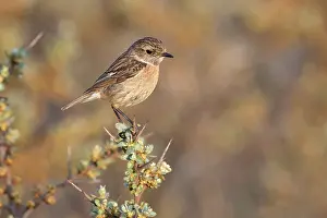 Buckthorn: European Stonechat (Saxicola rubicola) female perched