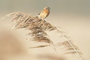 Sideview: European Stonechat (Saxicola rubicola) female perched on ree