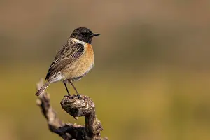 Valencia: European stonechat (Saxicola rubicola), male on