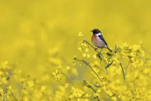 Rapeseed: European stonechat (Saxicola rubicola) male perched in rape field in flower in spring
