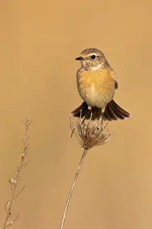 Campania: European Stonechat (Saxicola rubicola), front vi