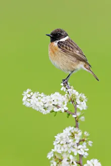 Prunus: European Stonechat (Saxicola rubicola), side vie