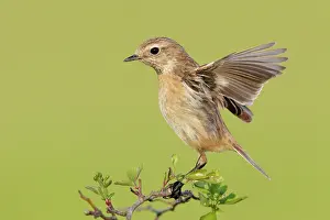 Campania: European Stonechat (Saxicola rubicola), side vie