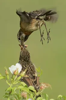 Neusiedl: European stonechats (Saxicola rubicola), female
