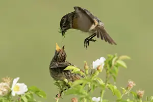 Neusiedl: European stonechats (Saxicola rubicola), female
