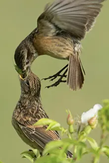 Neusiedl: European stonechats (Saxicola rubicola), female