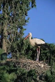 Tunisia: European Stork on nest
