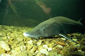 Sturgeon: European Sturgeon