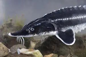 Fisch: European Sturgeon, Beluga Sturgeon, European Sturgeon