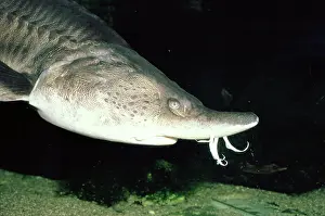 Barbel: European STURGEON Fish - showing barbels (sensors) on nose