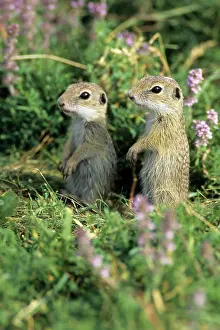 Souslik: European Suslik / Souslik / Ground Squirrel - 2