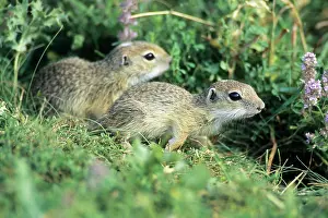 Souslik: European Suslik / Souslik / Ground Squirrel - 2