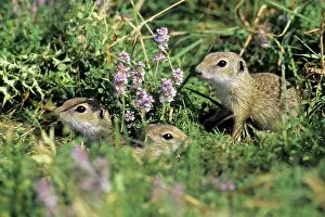 Souslik: European Suslik / Souslik / Ground Squirrel - 3
