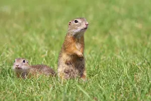 Souslik: European Suslik / Souslik / Ground Squirrel -