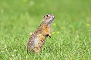 Souslik: European Suslik / Souslik / Ground Squirrel -