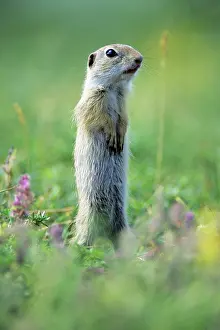 Sentry: European Suslik / Souslik / Ground Squirrel - animal