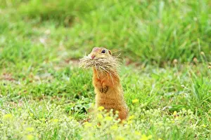 Souslik: European Suslik / Souslik / Ground Squirrel - carrying grass
